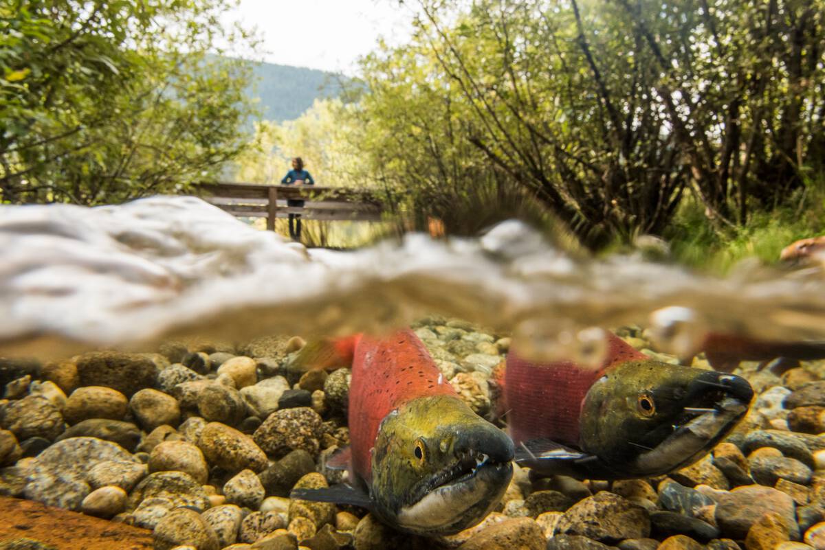 A visitor watches kokanee spawn in the spawning channels at Kokanee Creek Provincial Park