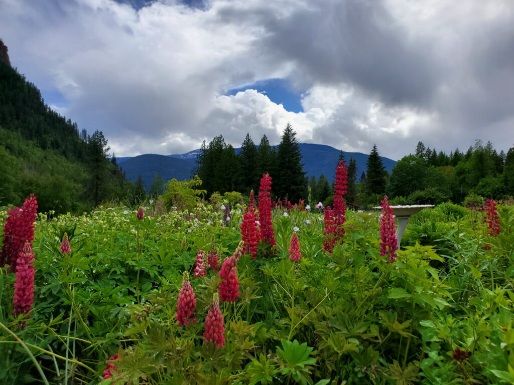 Hummingbird Farms in Slocan Valley, BC